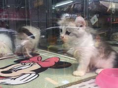 -香港宠物街