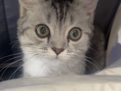 -瑞派福兴宠物医院犬猫全科·骨科·中西医结合(河东店)