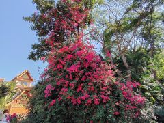 -曼听御花园