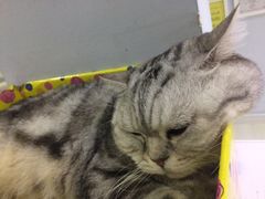 -喵的天空名猫咖啡馆·撸猫·猫舍·用品