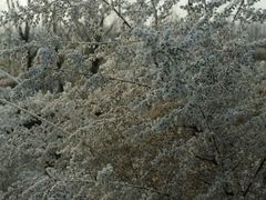 沿途雾凇-大连步云山老汤度假山庄