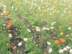 -富田农场