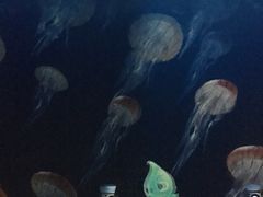 -贝壳梦幻世界