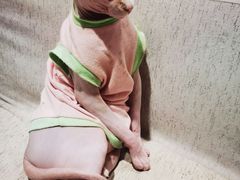 -藏猫猫咖啡主题馆(中央大道店)