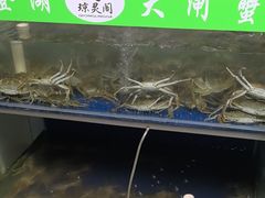 -阳澄湖大闸蟹·琼灵阁牌品牌连锁(吴中总店)