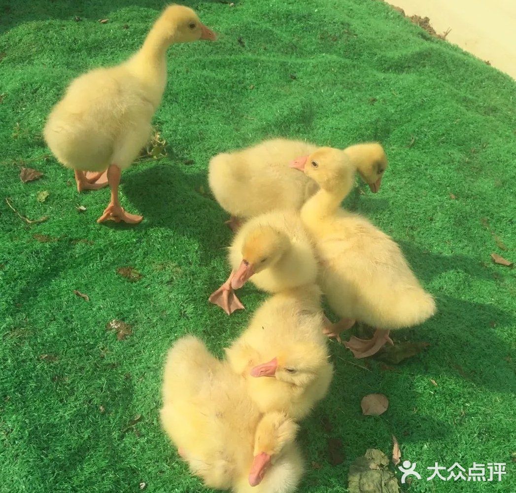 上海可以体验穿越的户外遛娃地[礼花]