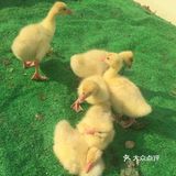 上海可以体验穿越的户外遛娃地[礼花]