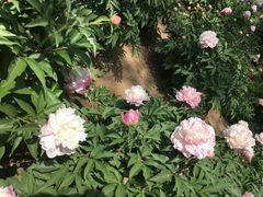 -石家庄市植物园