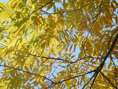 -昆山城市生态森林公园