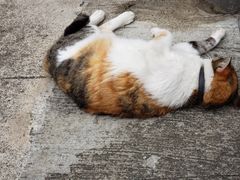 -大澳