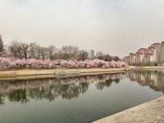 -桃花堤公园