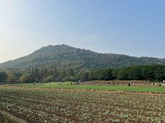 -八卦田遗址公园