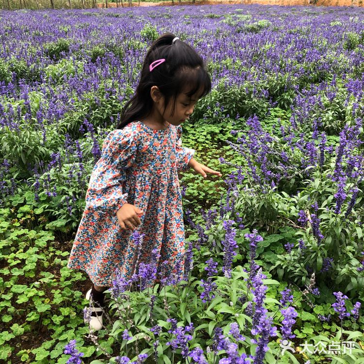置身花海小火车