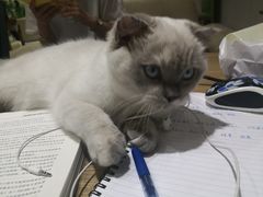 -藏猫猫咖啡主题馆(中央大道店)