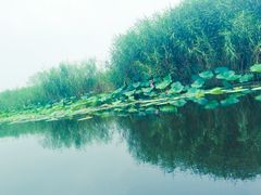 -白洋淀景区