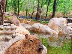 -北京野生动物园