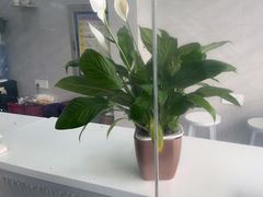 -Quantum量子膜(美即汽车贴膜店)
