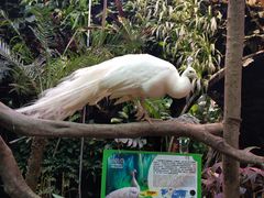 -正佳雨林生态植物园