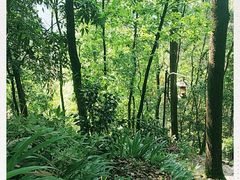 -南山植物园