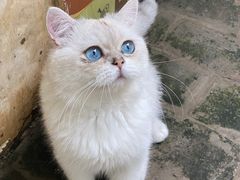 -喵屿·大理花园猫咖