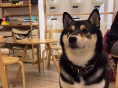 -柴迷FANS CLUB·柴犬狗咖·猫咖