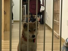 -柴犬小屋·柴餐厅·狗咖食堂(金鼎广场店)