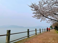 -无锡蠡湖国家湿地公园-蠡园