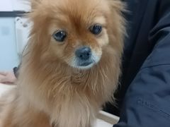 -嘉馨宠物医院·CT影像转诊·心脏科·犬猫全科诊疗中心(下沙大学城院区)