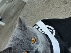 -泰国佛·塔罗·泰牌狐仙古曼