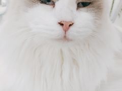 -共舞时光猫咖·狗咖(新街口店)
