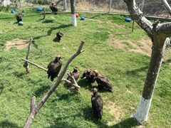 -西霞口神雕山野生动物世界