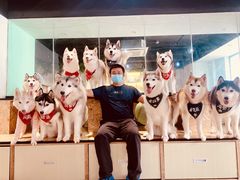 -Husky Go! 哈士奇体验馆·宠物咖啡厅狗咖