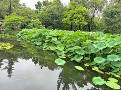-秋霞圃