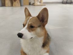 -Heymao猫咖.咖啡厅(东门店)
