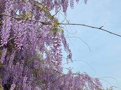 -杭州湾海上花田景区