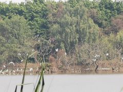 -大湾区中央湿地公园