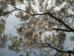 android_upload_pic-高东镇樱花园