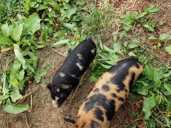 -怀托摩萤火虫洞