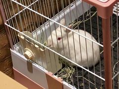 -猫猫幼稚园·撸猫·桌游·电玩