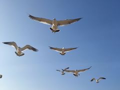 -海驴岛(荣成市)