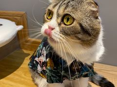 -啵啵喵·猫咖(攀华国际店)