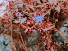 -南诏风情岛