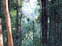 -清迈丛林飞跃 JungleFlight