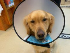 -宠颐生汉谟拉比宠物医院