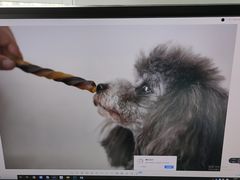 -PETKIT小佩宠物(古北店)