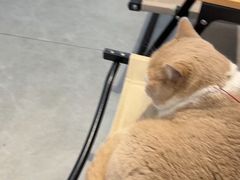 -伟伟宠物医院·CT影像中心·瑞派犬猫综合性门诊(汉口总院)
