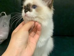 -喵喵咪呀布偶猫咖(春熙路店)