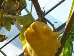 北京观光南瓜园&nbsp;(30)-观光南瓜园