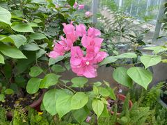 -国家植物园南园