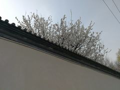 -普兰达德国餐厅·德式脆皮烤猪肘·自酿啤酒(观唐店)